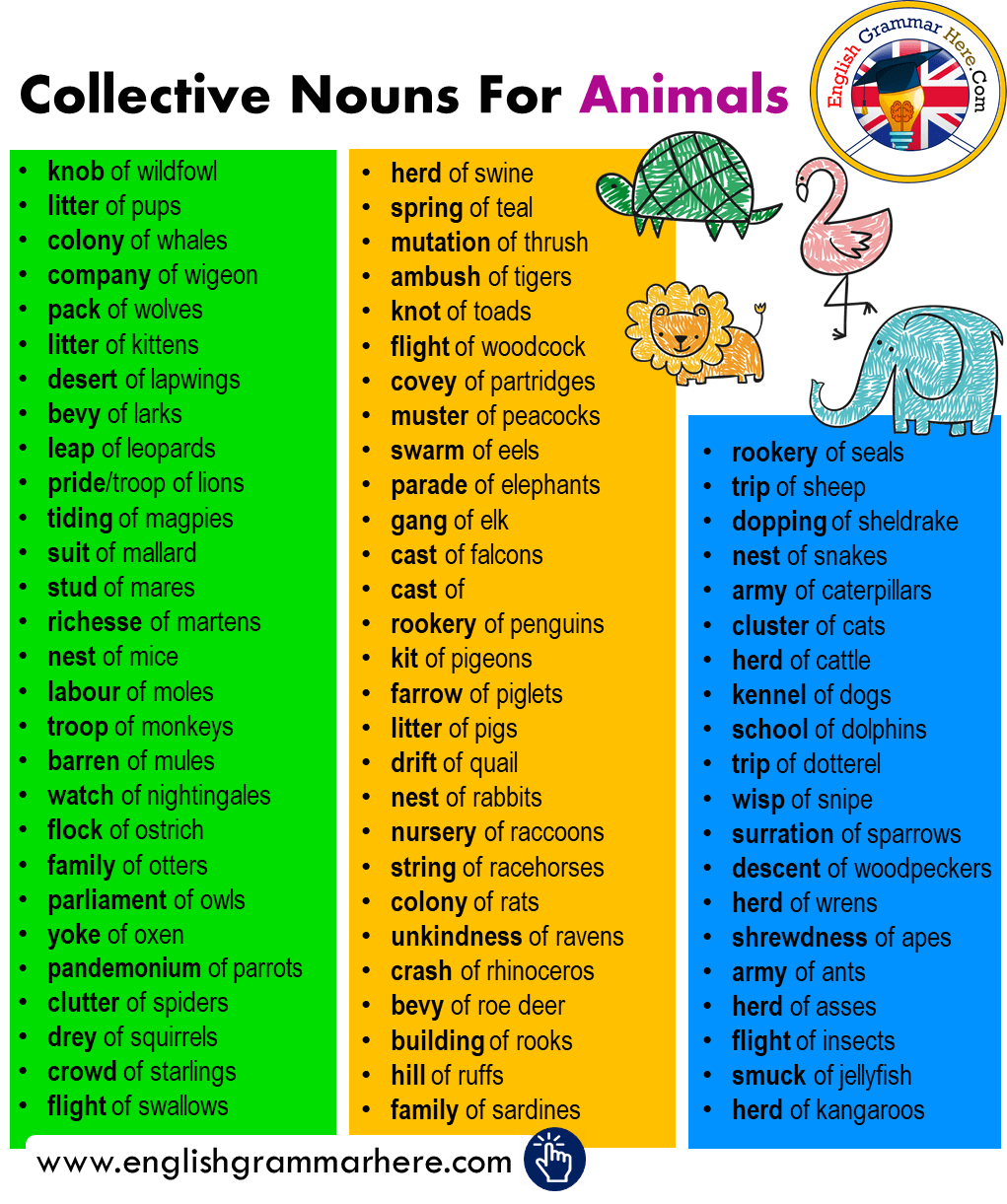 Collective noun for cats collective nouns list in english english grammar here