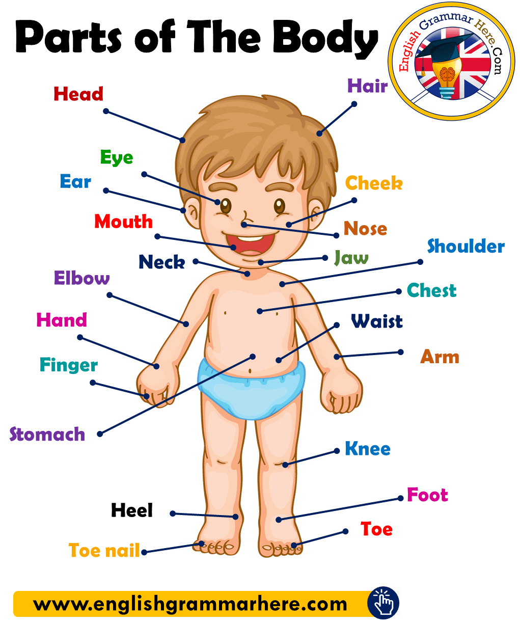 Parts of The Body in English, Parts of Human Body